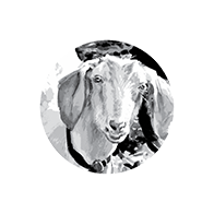 Groovy Goat